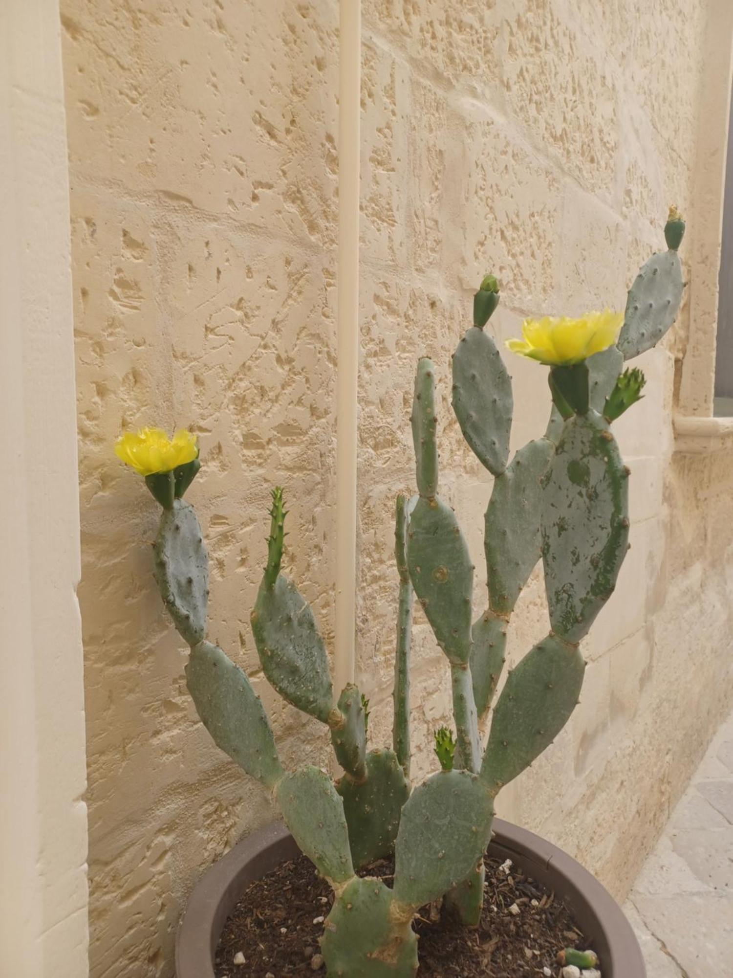 Apartment All'1 Di Rajno' Relaxing Lecce